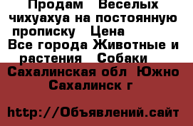 Продам.  Веселых чихуахуа на постоянную прописку › Цена ­ 8 000 - Все города Животные и растения » Собаки   . Сахалинская обл.,Южно-Сахалинск г.